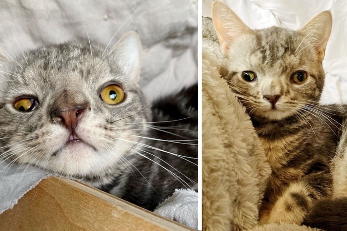 Kitten With Extra Chromosome is So Happy When He Finds Family He Always Wanted