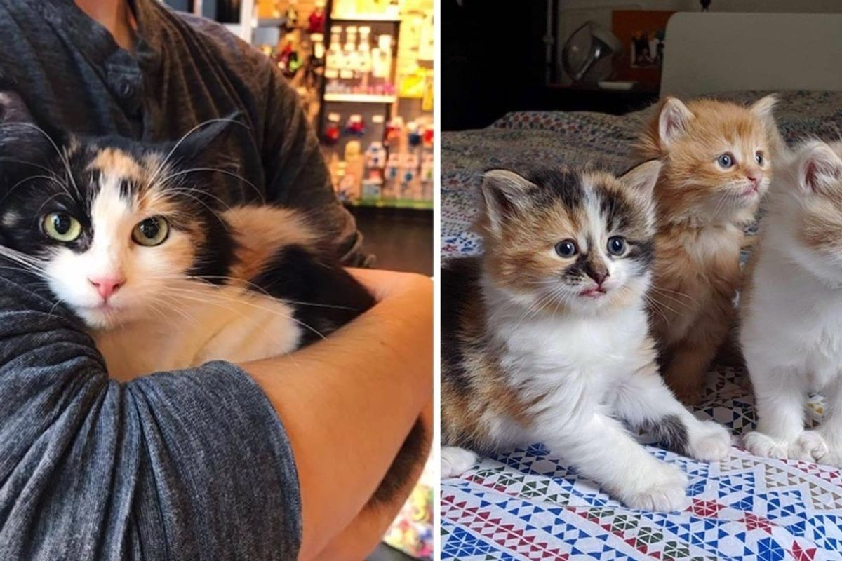 Cat is So Happy When Rescuer Stops to Help Her and Her Kittens Just in Time