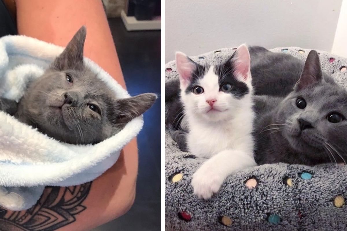 Rescued Kitten Begins to Blossom When He Finds Friend He Always Wanted