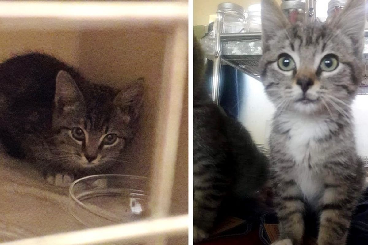 Rescuers Find Stray Kitten With Unexpected Help from a Raccoon