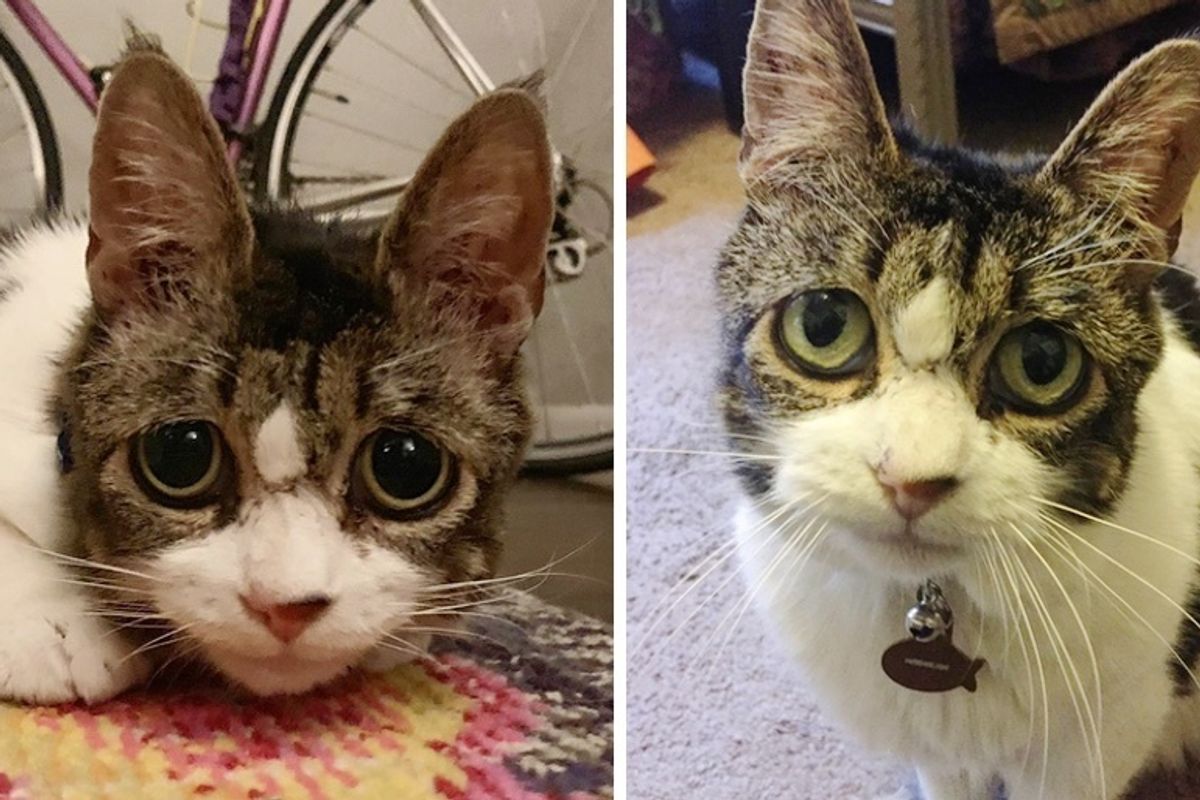 Cat with Sad Eyes Cuddles Woman and Won't Let Go After Years on the Streets