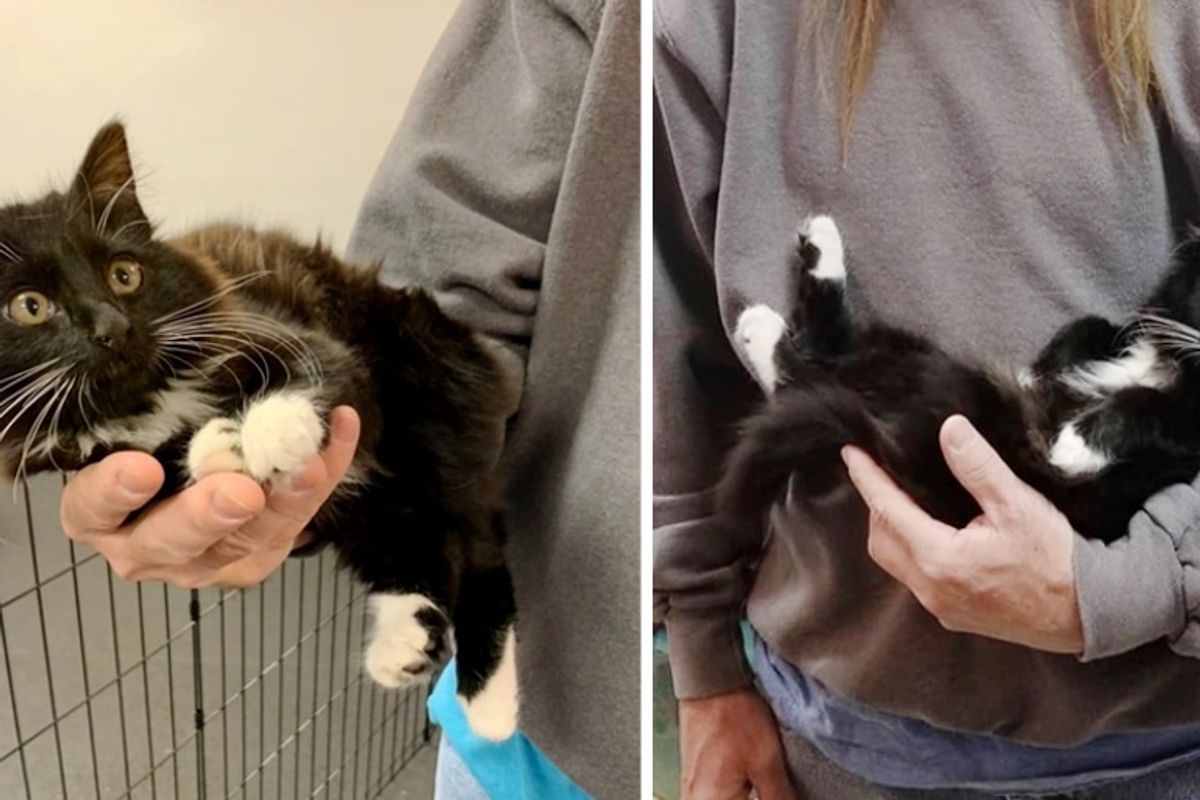 Kitten Walks Up to Man, Insists On Being Cuddled, She Wouldn't Have It Any Other Way