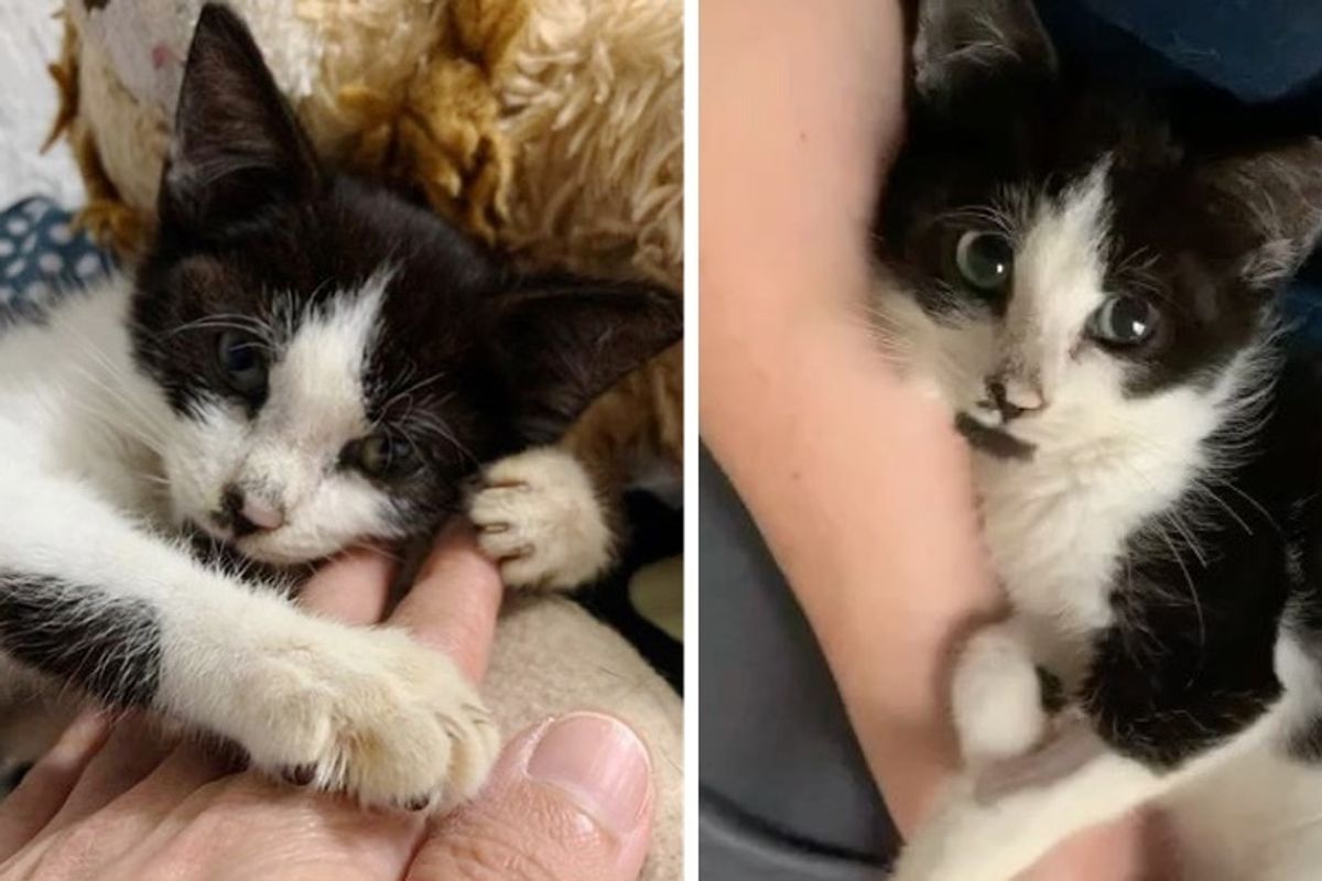 Kitten Finds Warm Lap and Won't Let Go After Being Rescued from Street Life