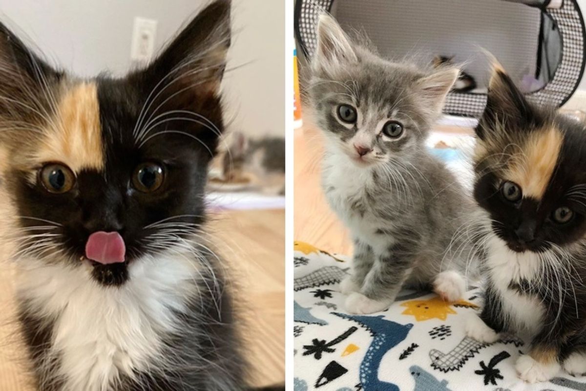 Kitten Rescued from Outdoor Life, Discovers a Warm Lap and Shares it with Her Brother