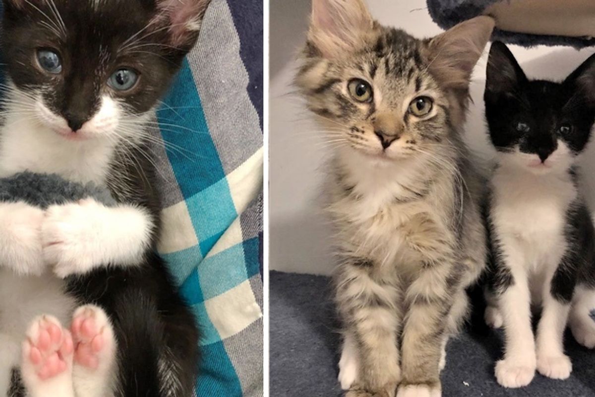 Kitten Found Crying Alone Outside, Cuddles Tabby Cat at the Rescue, and Won't Let Go