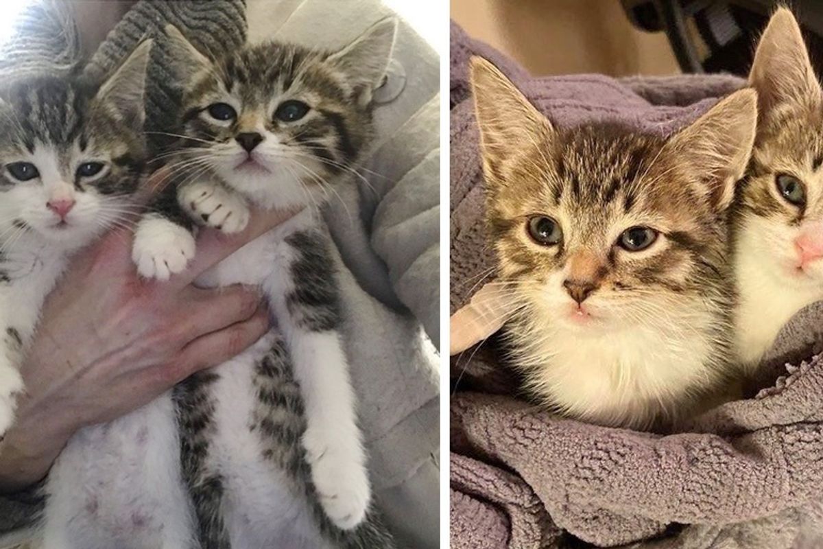 Kittens Won't Leave Each Other's Side After They Were Found in the Snow