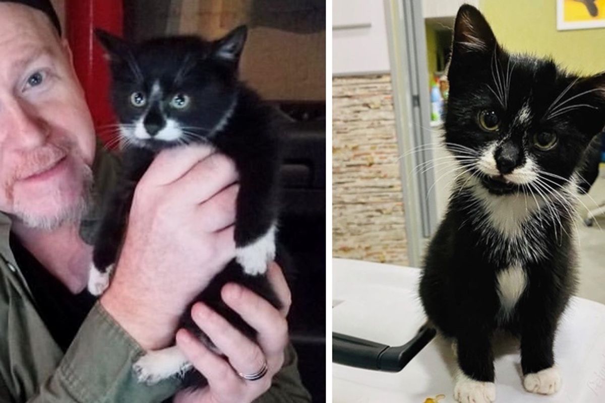 Kitten Cuddles His Rescuers After He Was Found Crying in a Wheel Well