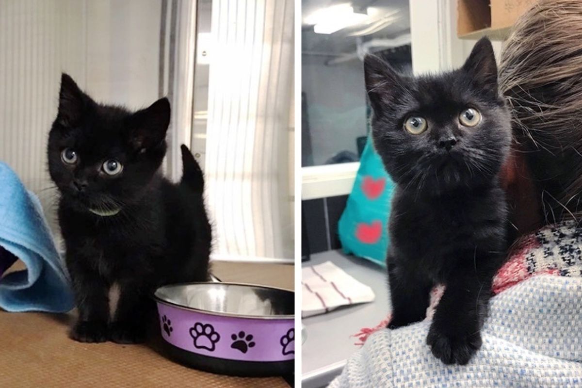 Family Gives Kitten with Fragile Heart the Wish He’s Been Waiting for