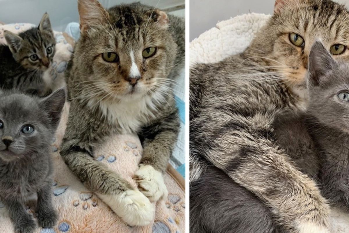 Stray Kitten Who Needs a Friend, Finds Cat to Cuddle, She Won't Let Go