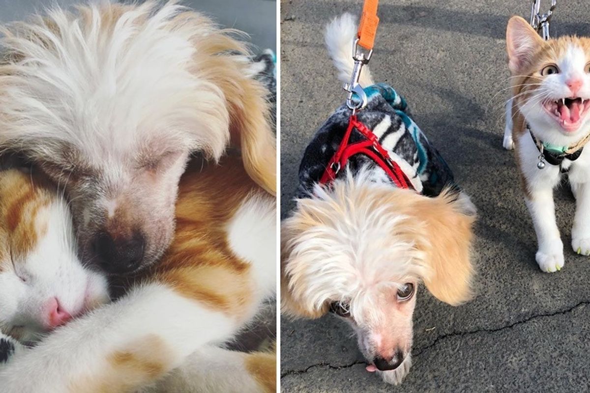 Stray Kitten Cuddles Family Dog and Insists on Being His Friend