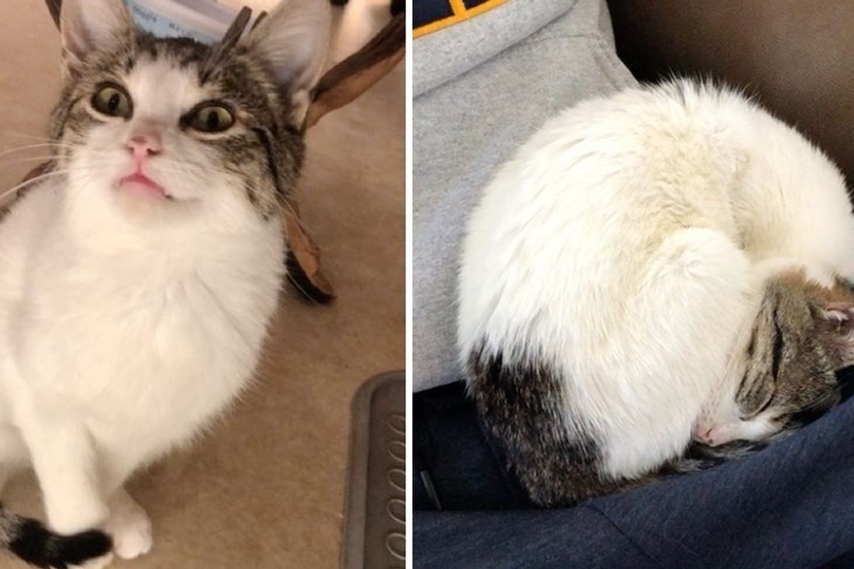 Kitten with a Bent Paw is So Happy to Be Rescued She Has a Lot to Say