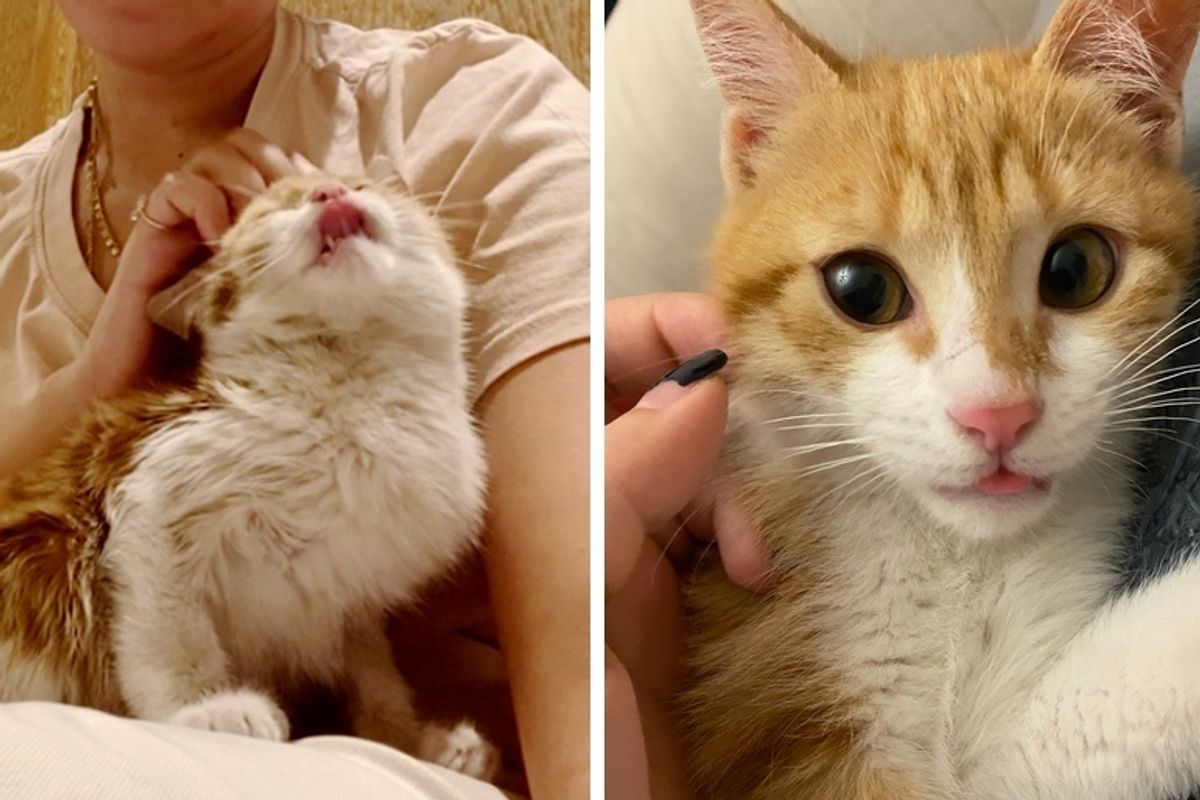 Stray Kitten Rescued from Bridge, Can't Stop Cuddling His Rescuer
