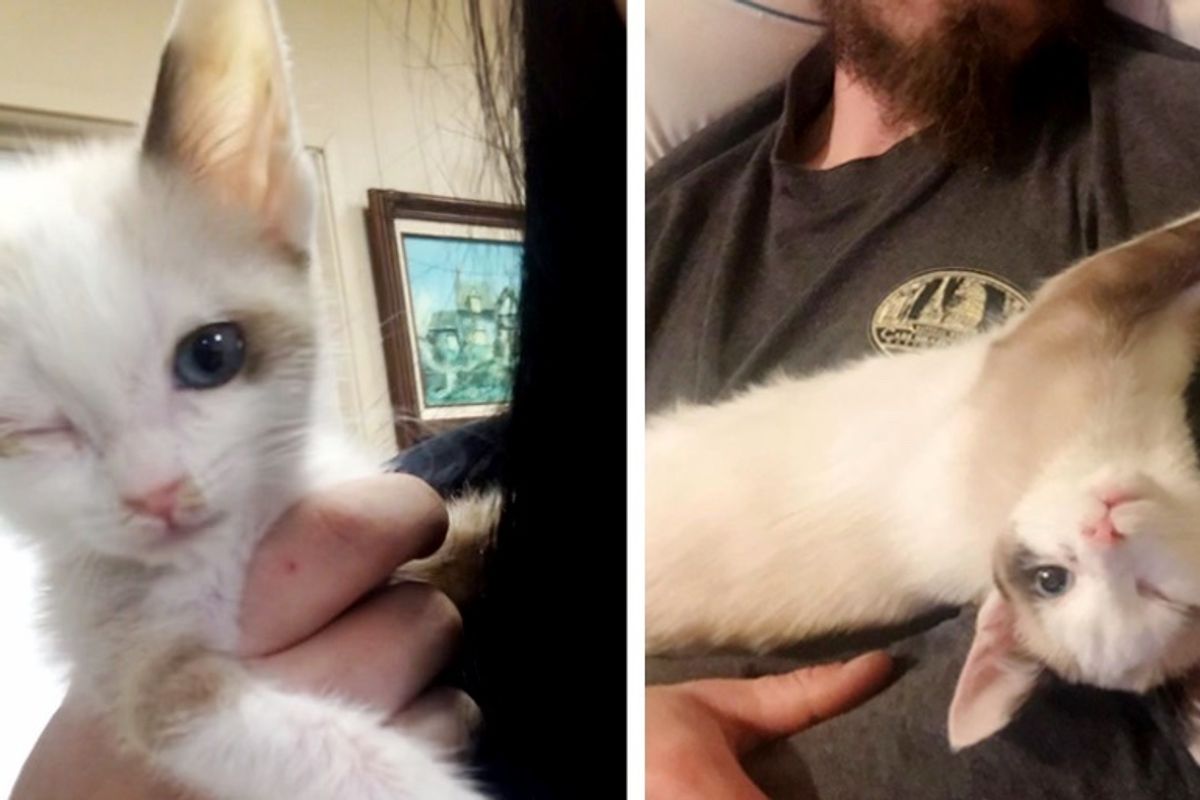 Kitten with a "Wink" Can't Stop Cuddling After She Was Brought Back from the Brink