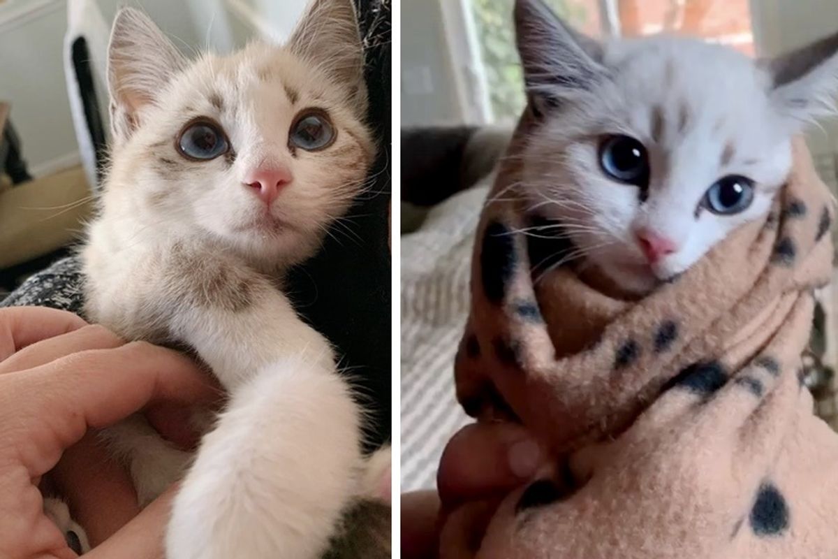 Shy Kitten Rescued from the Street, Learns to Trust Through "Purrito" Cuddles