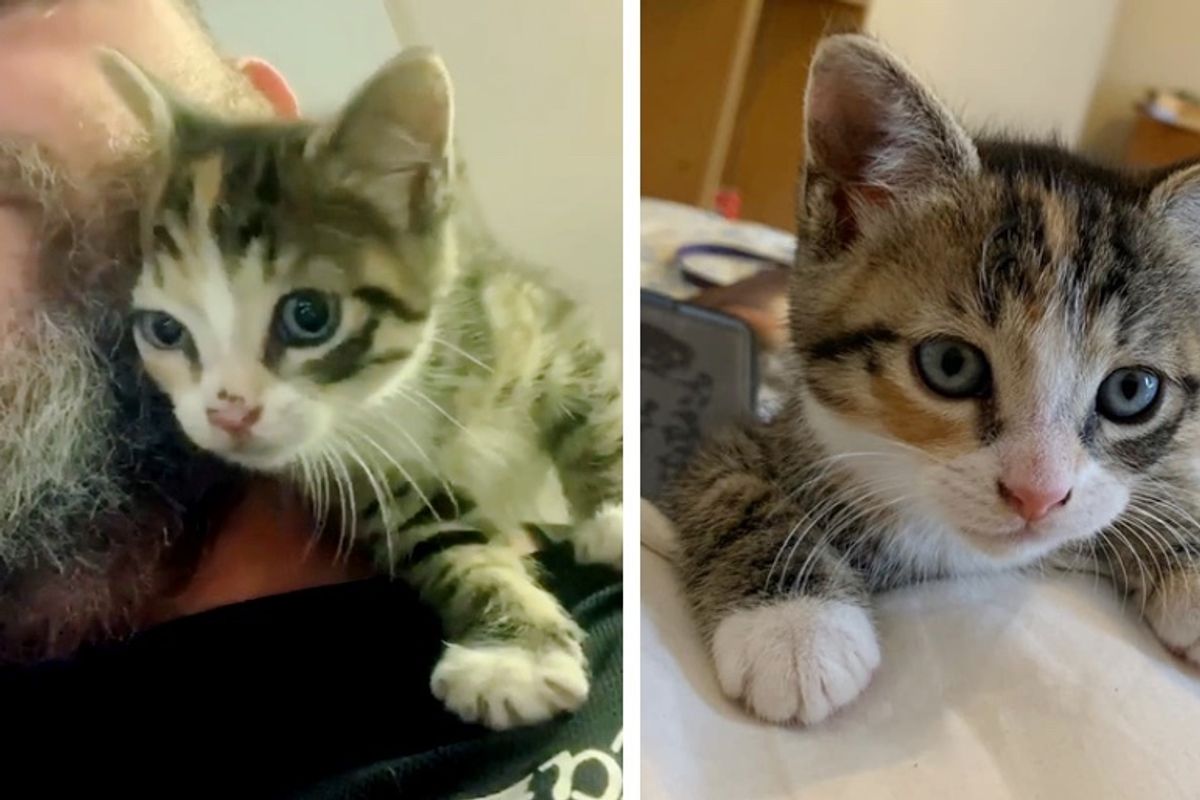 Stray Kitten Latches onto Man's Shoulder and Won't Let Go After She Snuck into His Shop