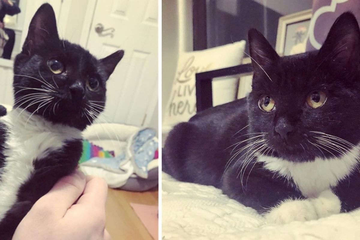 Woman Climbs Out of Window to Rescue Kitten Stuck on Roof — the Kitty Can’t Stop Purring