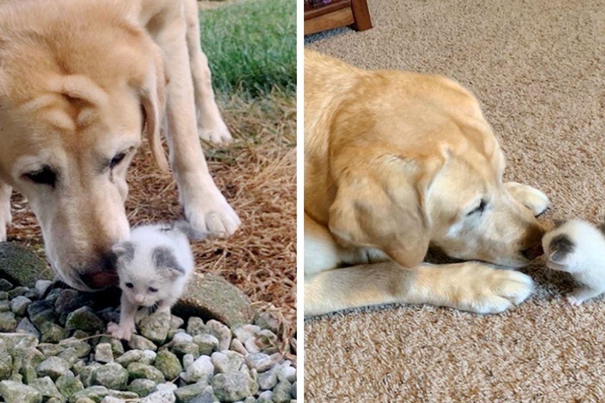 Dog Takes to Stray Kitten Who Was Found Alone on Farm