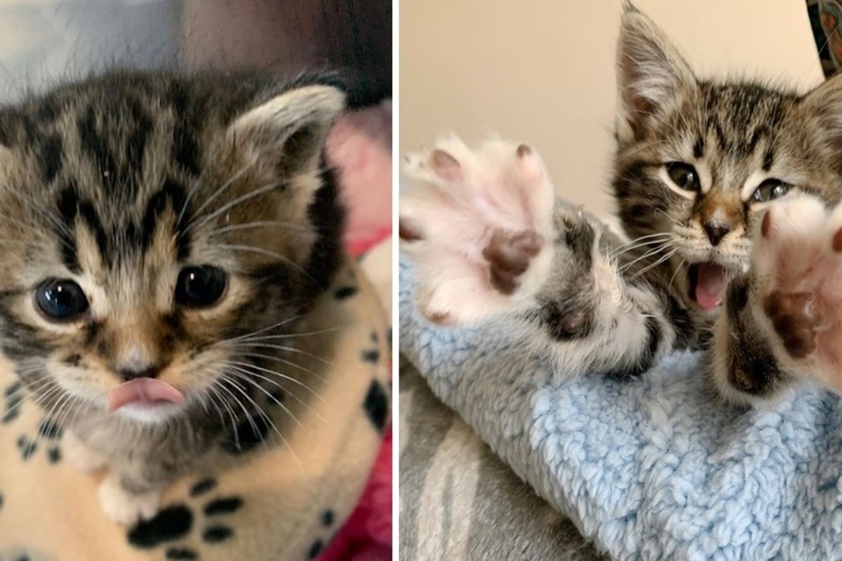 Stray Kitten Found Alone on the Street Finds a Friend to Cuddle