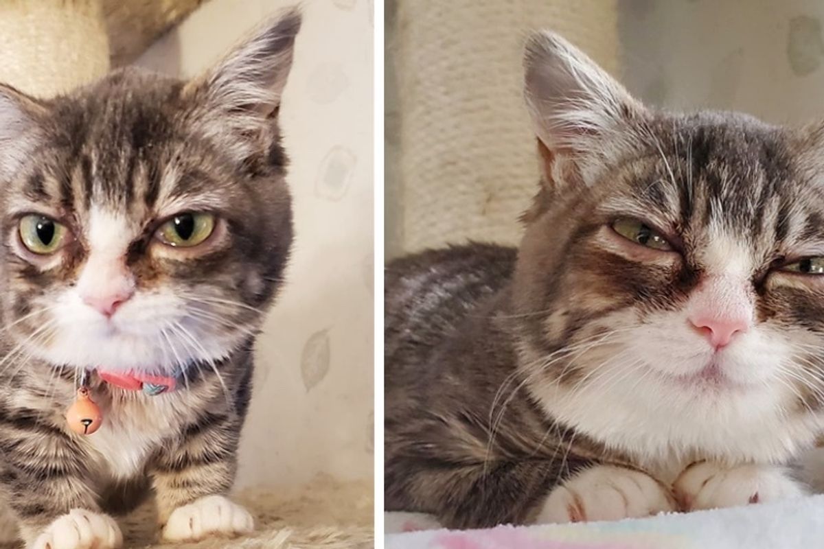 Kitten With Rare Condition is So Happy When She Has Her Dream Come True