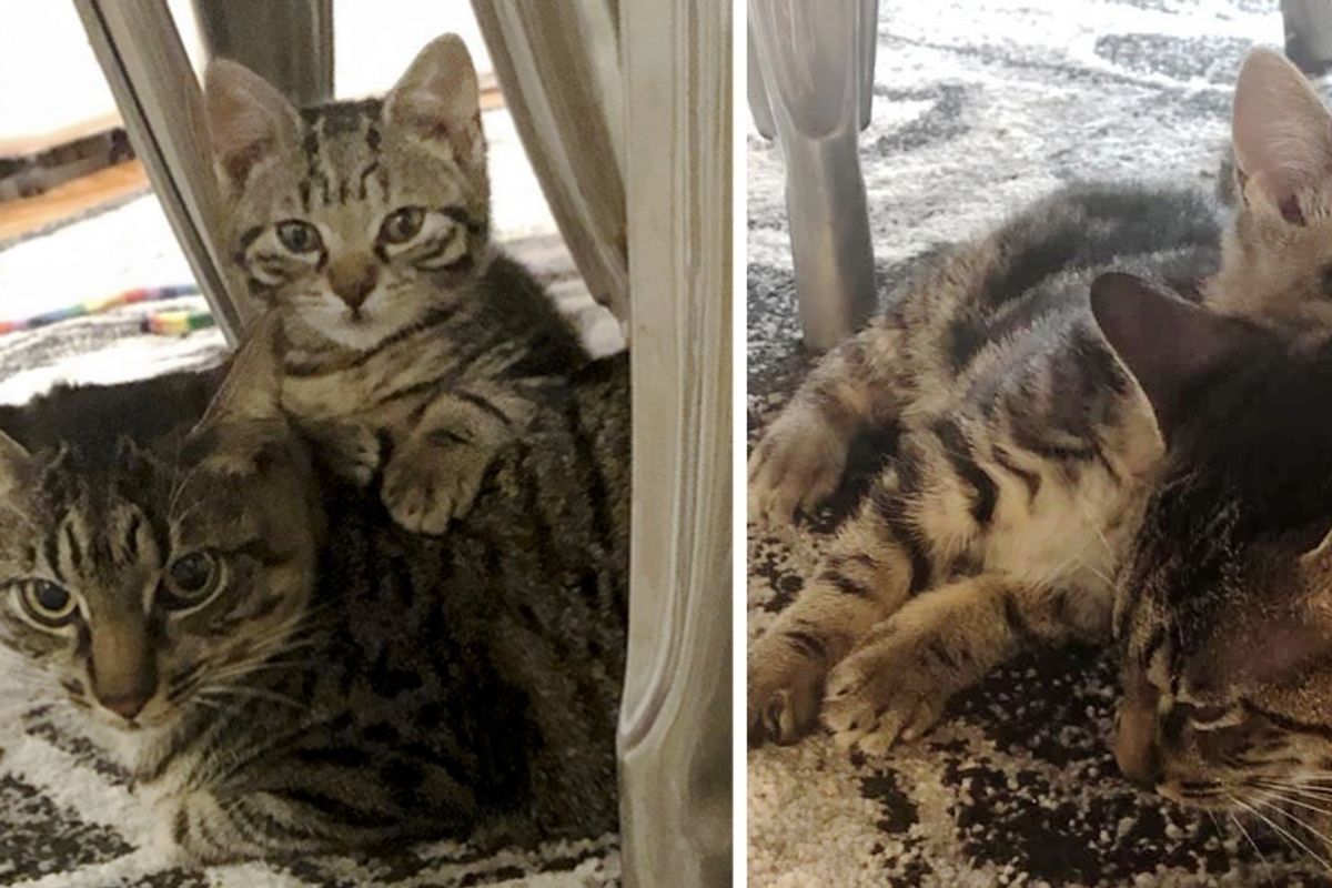Kitten Befriends Shy Cat and Helps Him Find Confidence