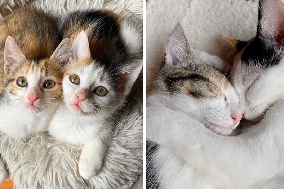 Kittens Rescued from Parking Lot Won't Leave Each Other's Side - Waiting for a Home