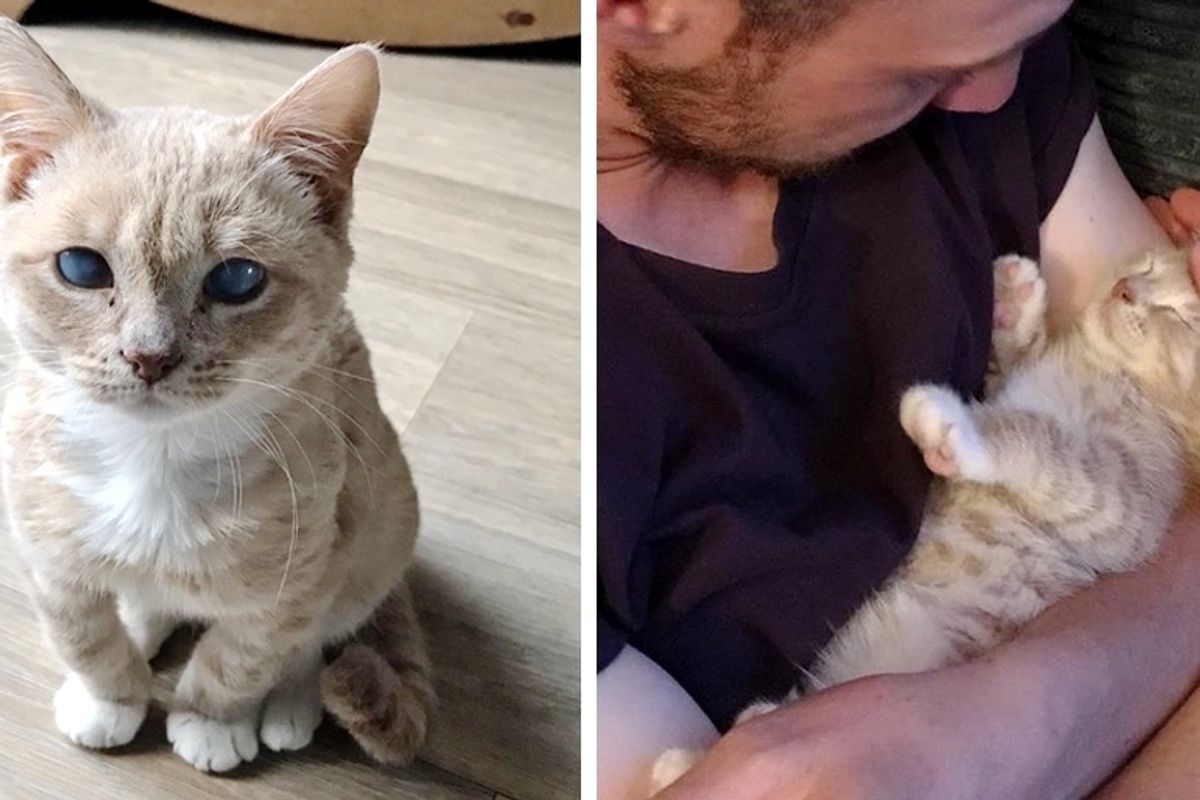Stray Kitten with Rare Condition is So Happy to Find Perfect Home