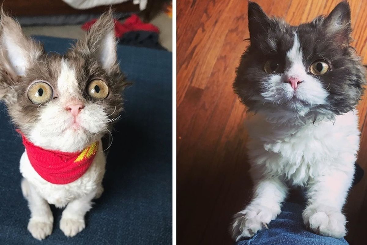 Kitten With Rare Condition Gets Her Fluff Back After She Finds Family of Her Dreams