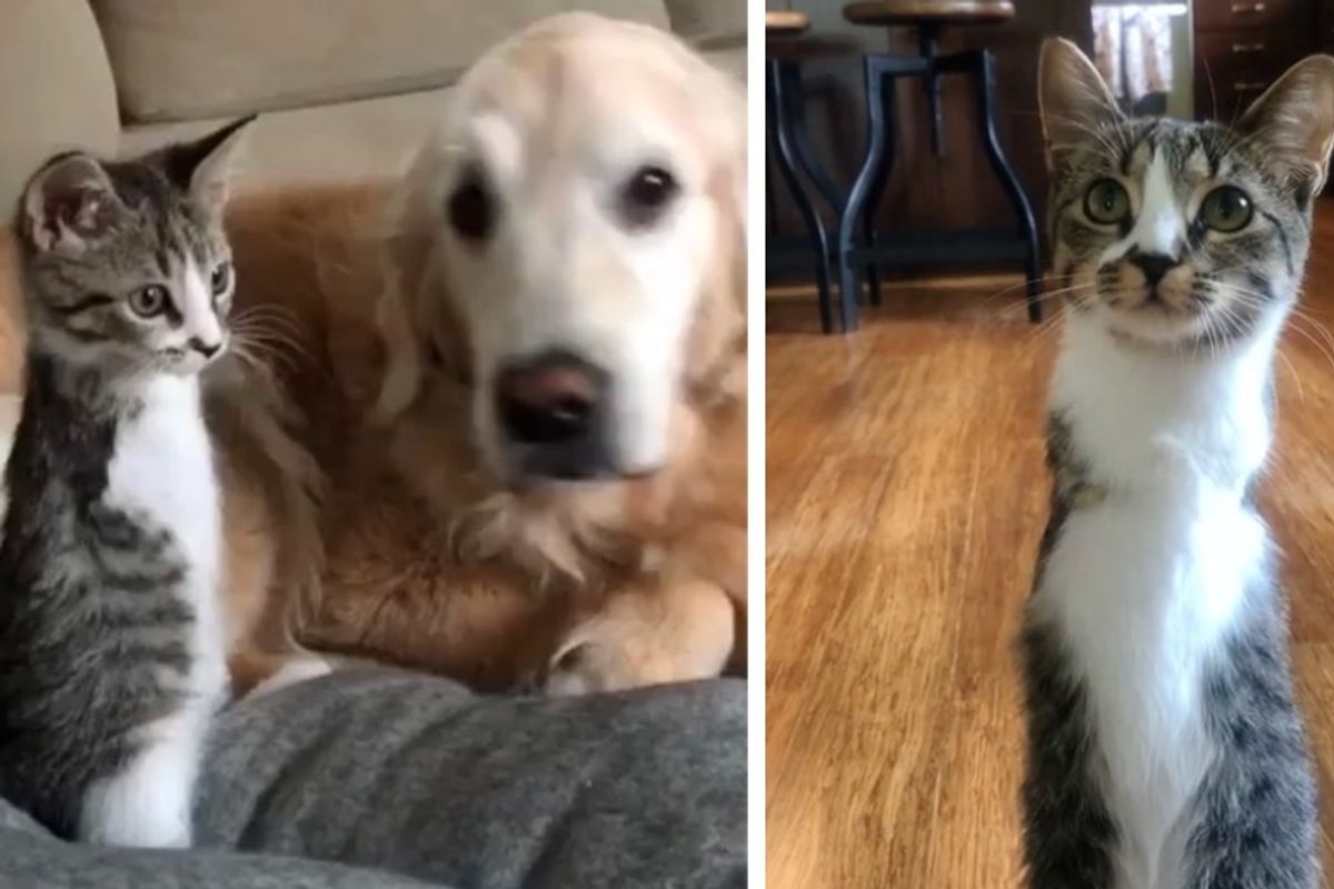 Kitten With Only 2 Legs Hops Her Way into the Perfect Home