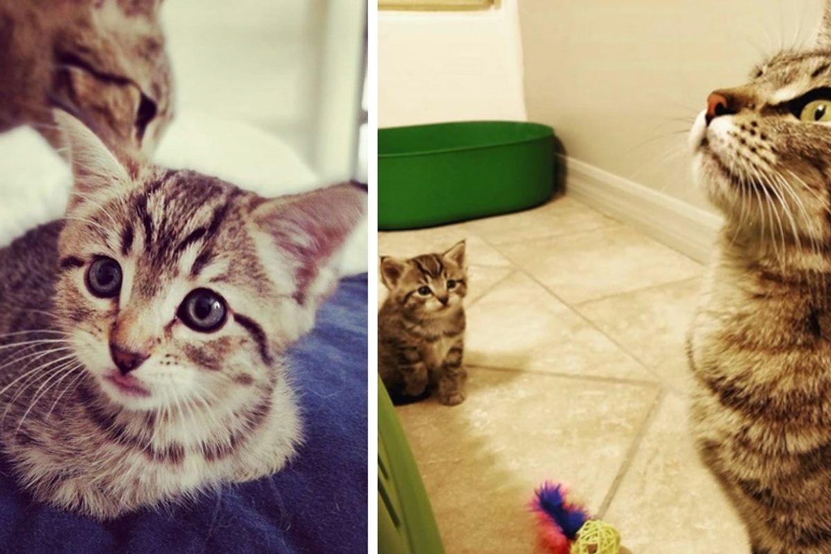 Cat is So Happy to Find Help for Her Only Kitten - Her Little Mini-me