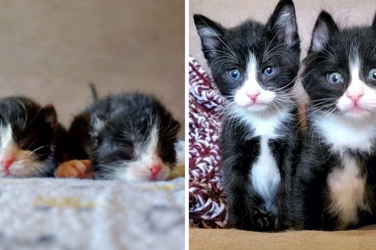Twin Kittens Never Leave Each Other's Side After Being Found Together in a Storm
