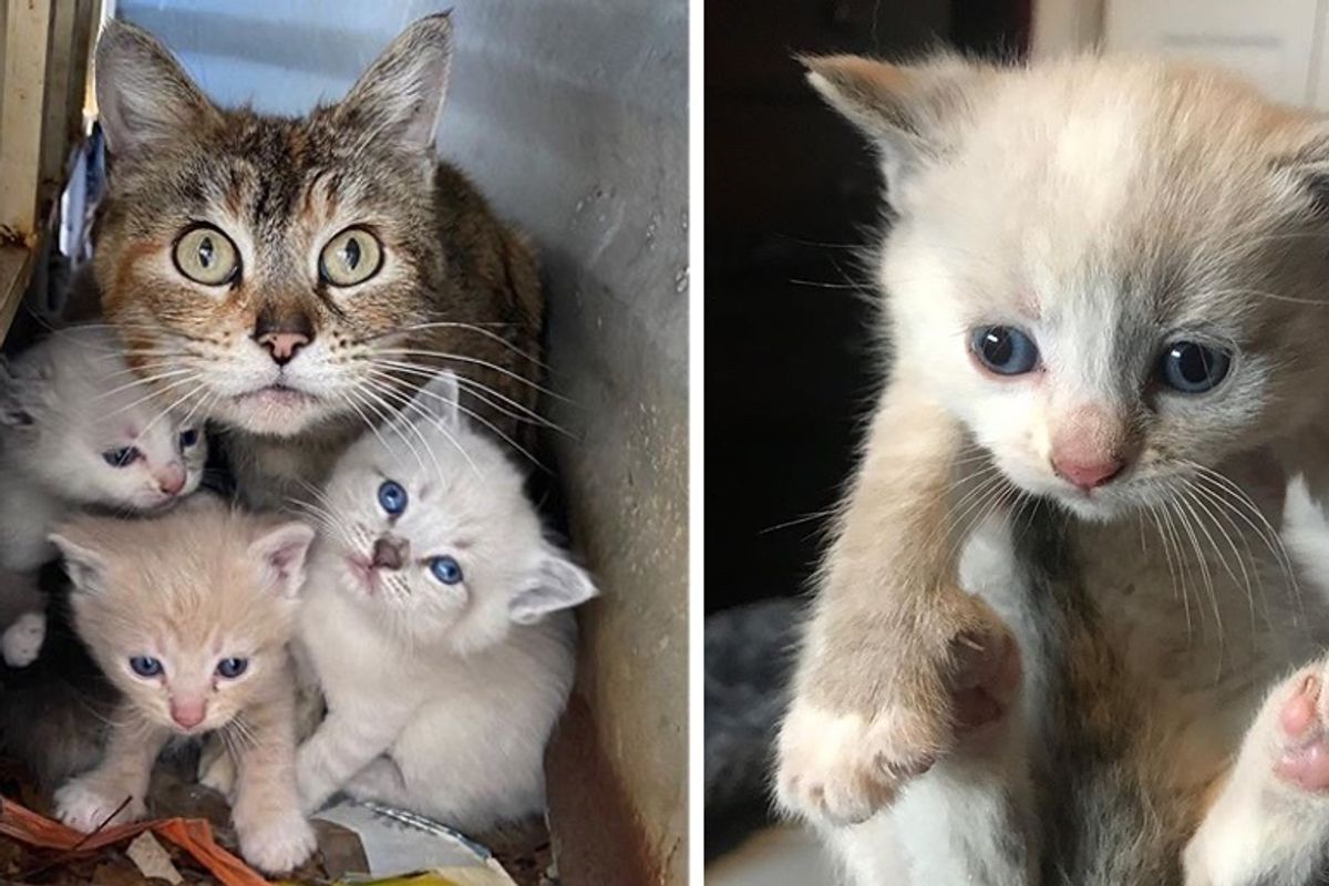 Cat Shields Her Kittens in Backyard Until Help Arrives