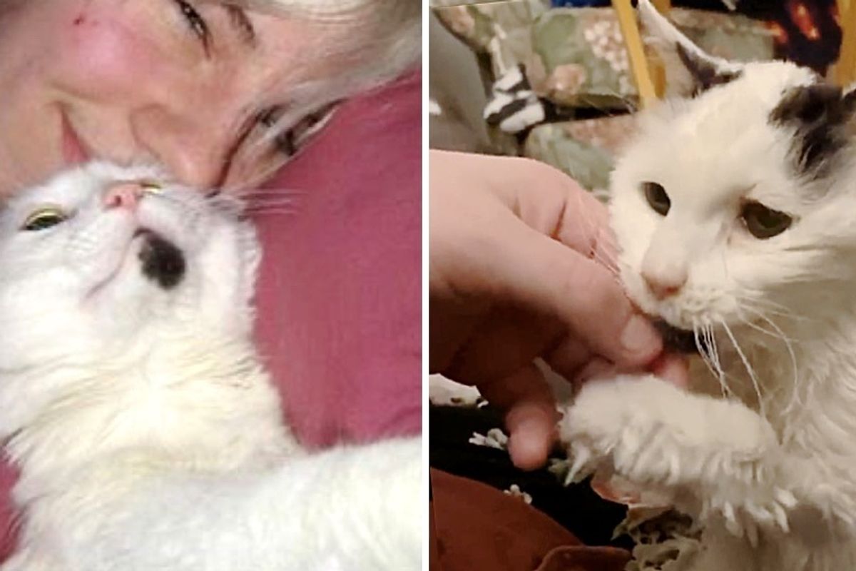 29-Year-Old Cat Has Been Family’s Sweetest Companion Since They Adopted Her Decades Ago