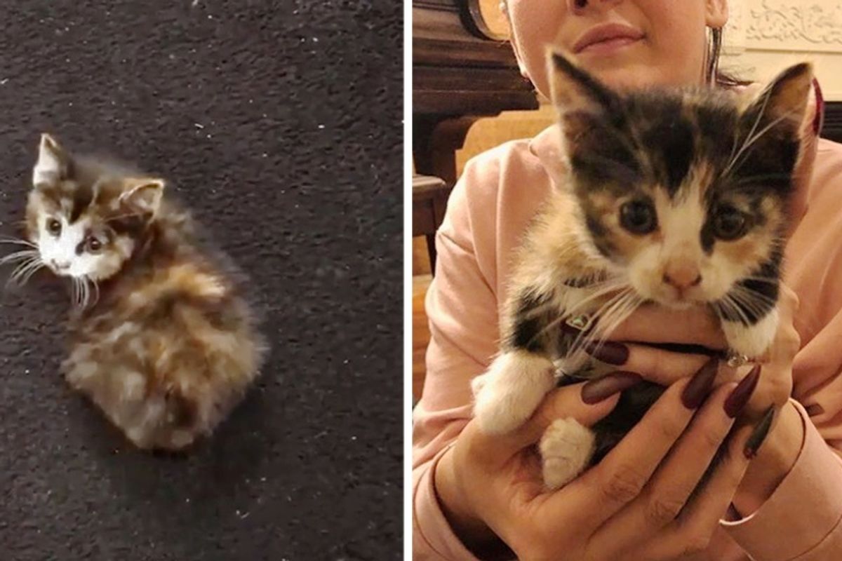 Stray Kitten Sneaks into Car Wash During Pouring Rain