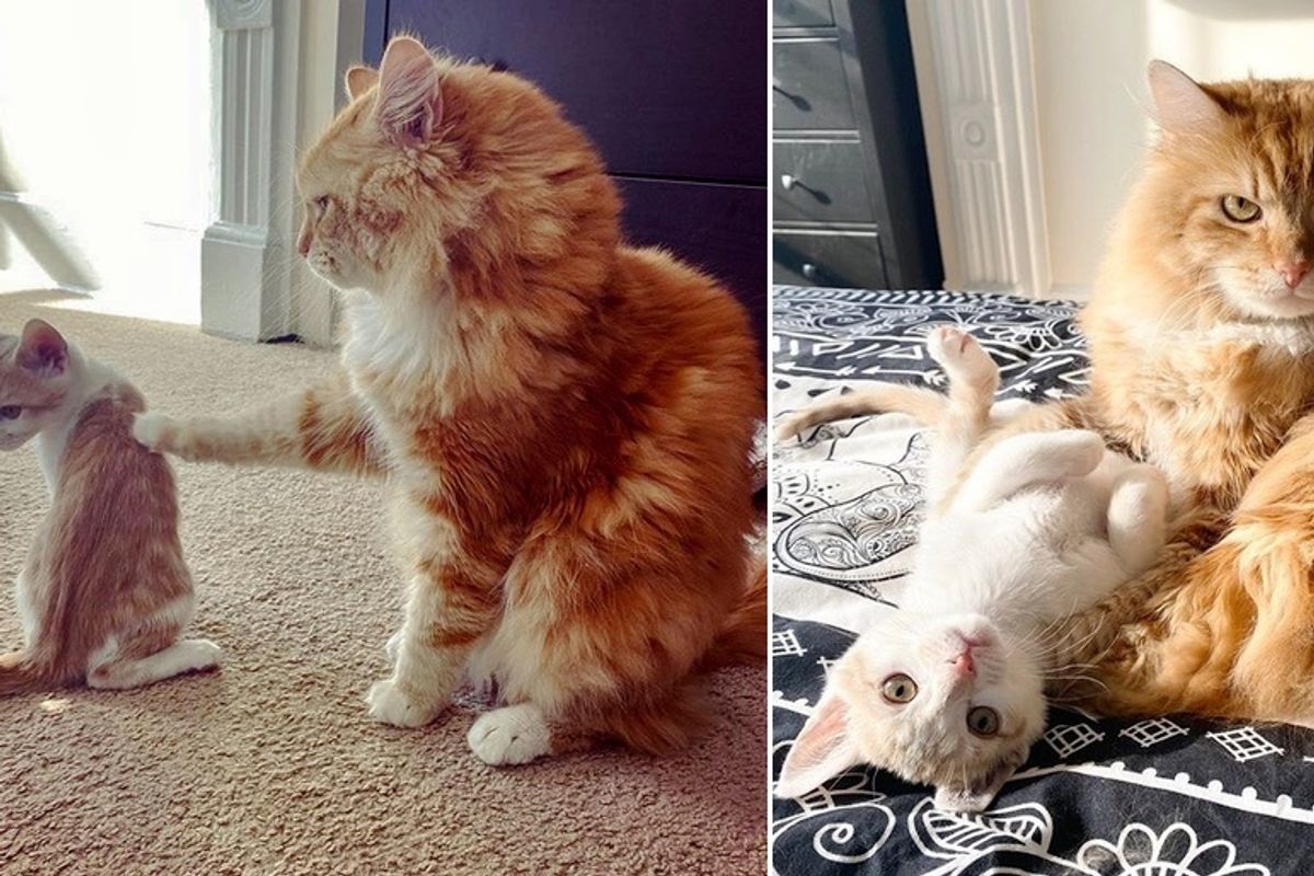 Cat Wants to Befriend Shy Kitten and Won’t Take No for An Answer