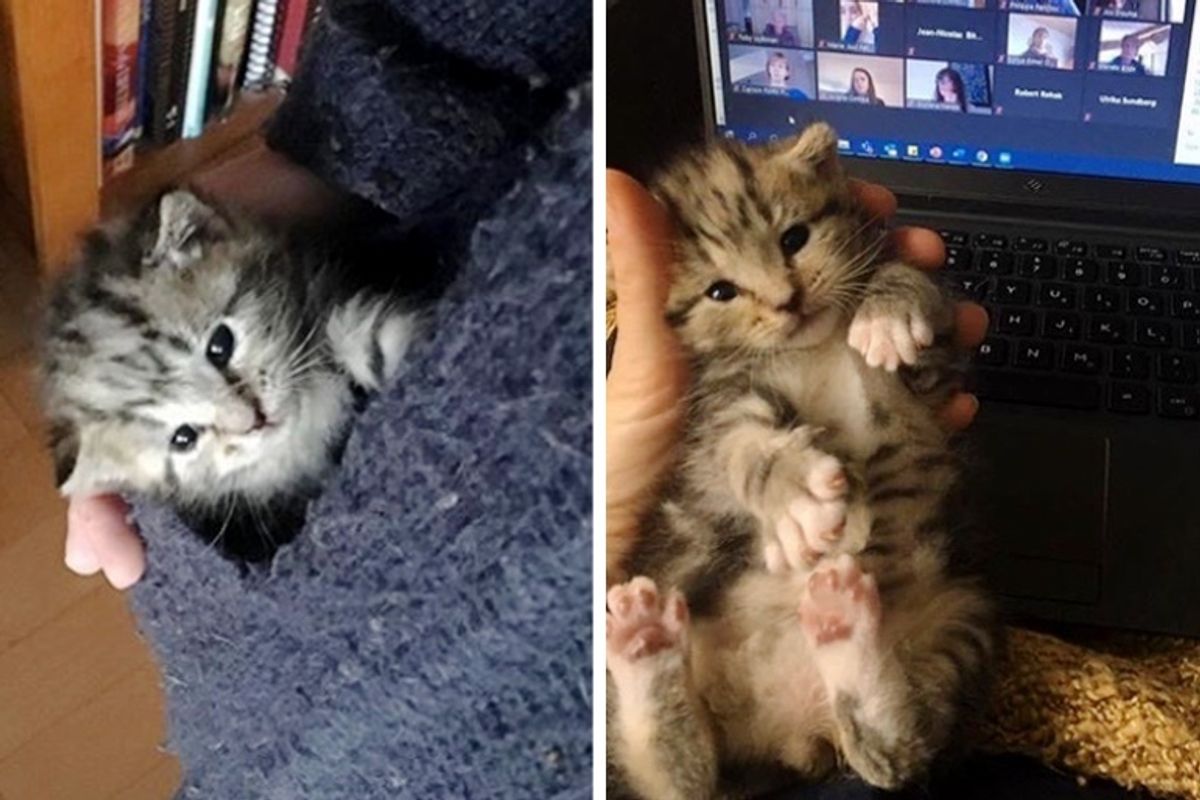 Kitten Crashes Work Meetings, Insists on “Helping” Her Human in Office