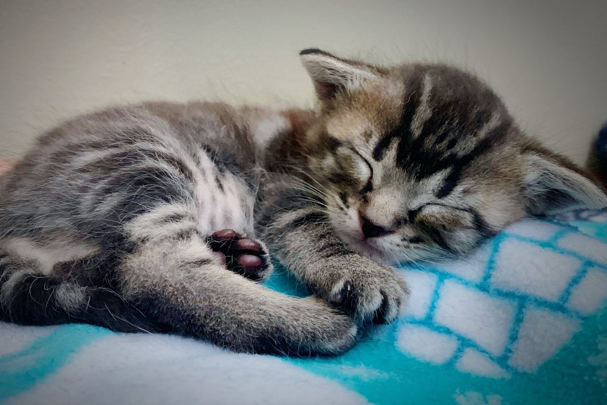 Why Do Cats Purr? Cats and Kittens Purr for Extraordinary Reasons