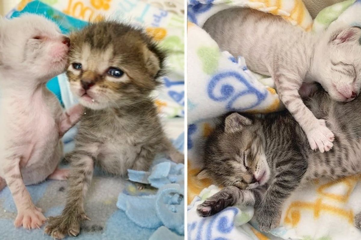 Kittens Watch Over Each Other and Share Incredible Bond