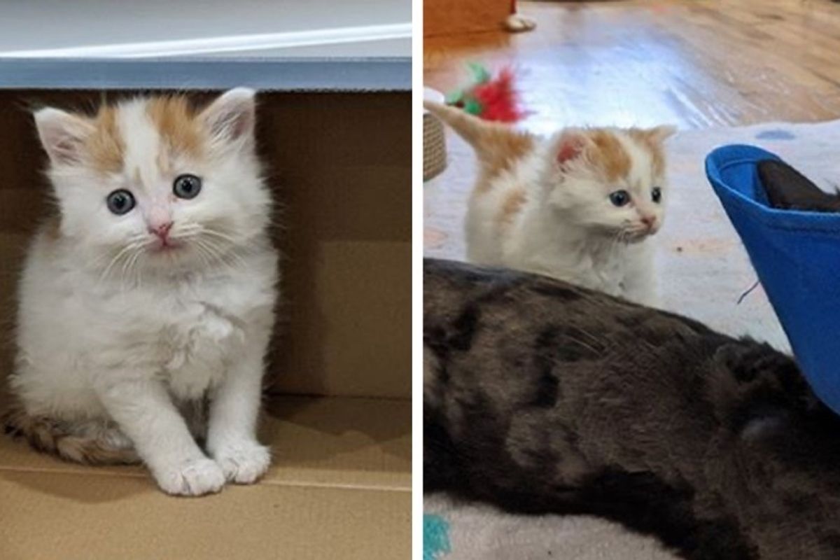 Kitten Befriends Cat and Makes it His Mission to Win Her Over