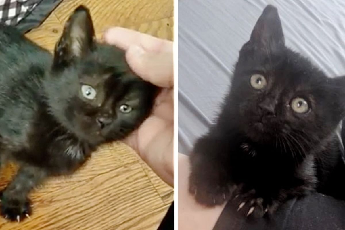 Stray Kitten Found Hiding in Woodpile is So Happy to Get Help