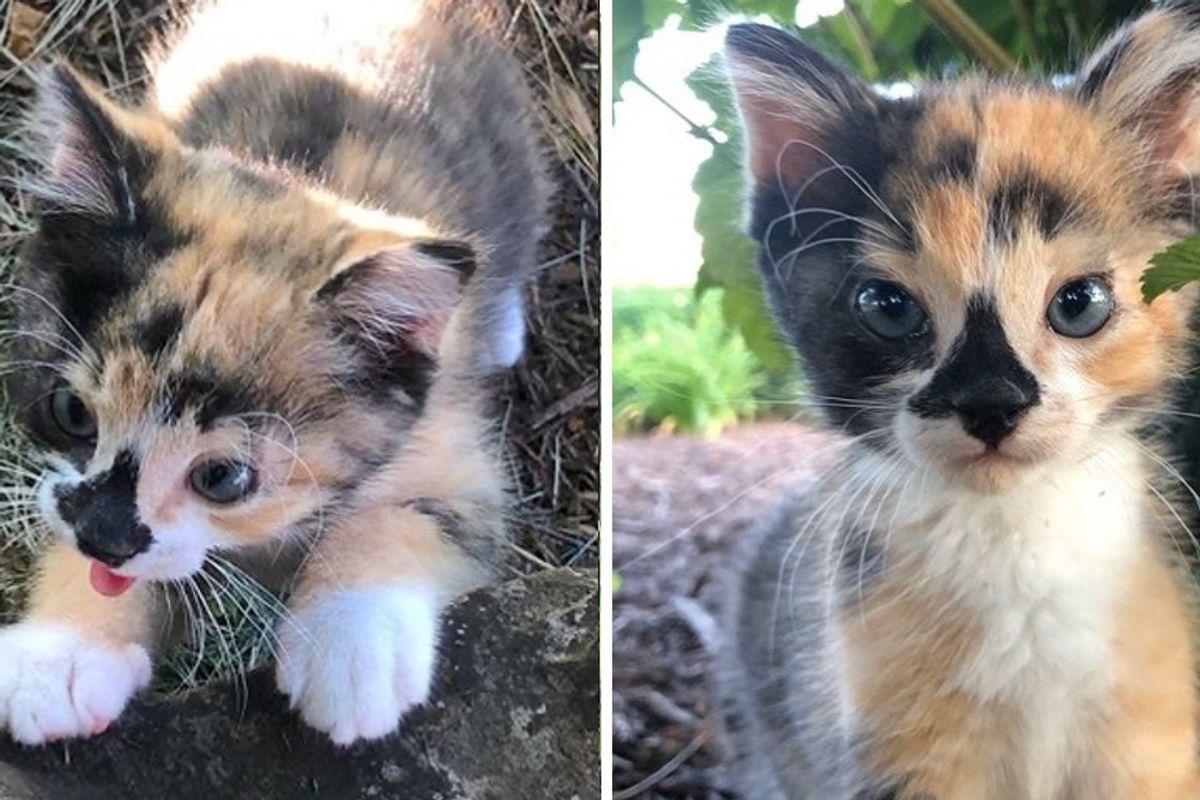 Family Took in Scrappy Kitten and Helped Her Blossom into Adventurous Cat