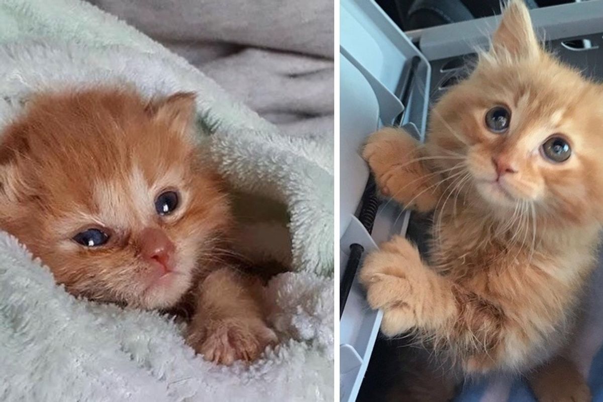 Kitten Insists on Staying with Family that Helped Him Thrive