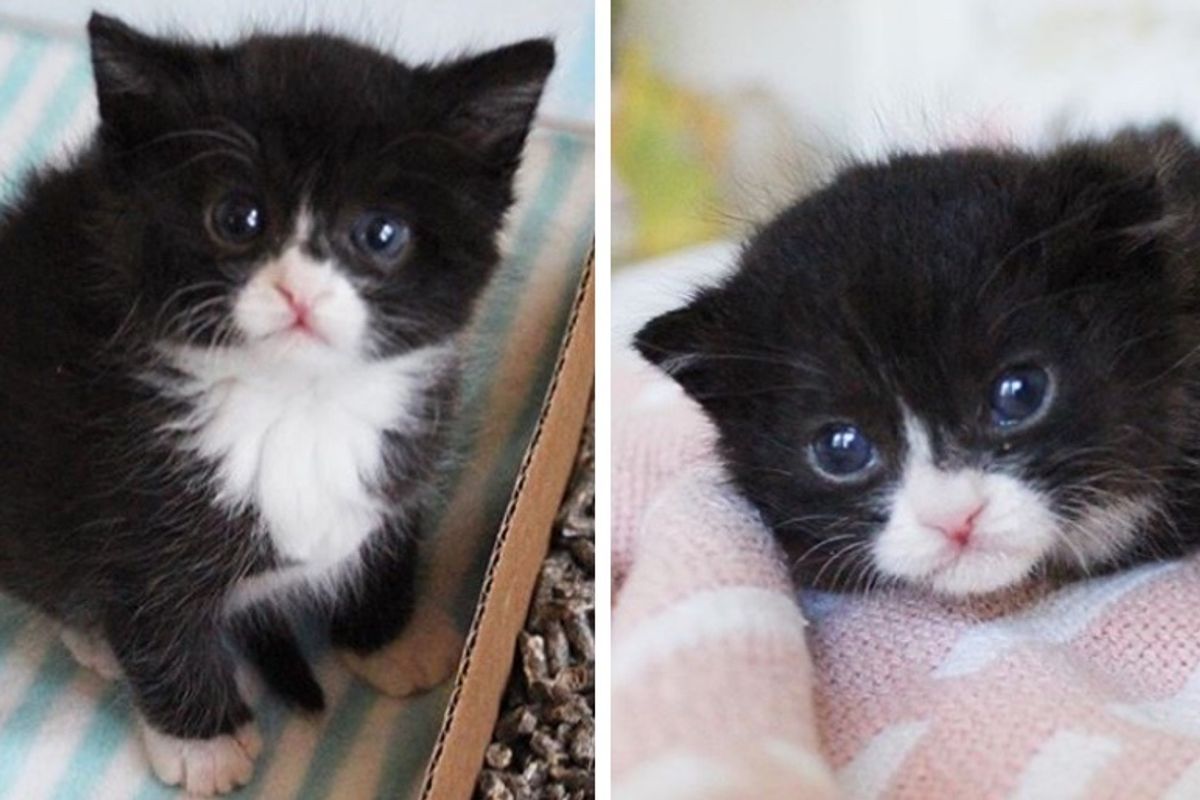 Street Kitten with Strong Spirit Finds Help and Best Friend She Always Wanted