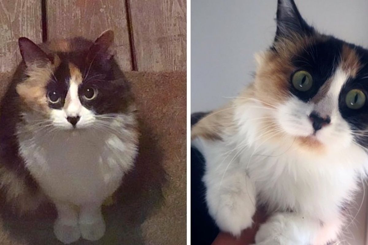 Stray Kitten Wandered to Home of a Kind Family and Kept Coming Back