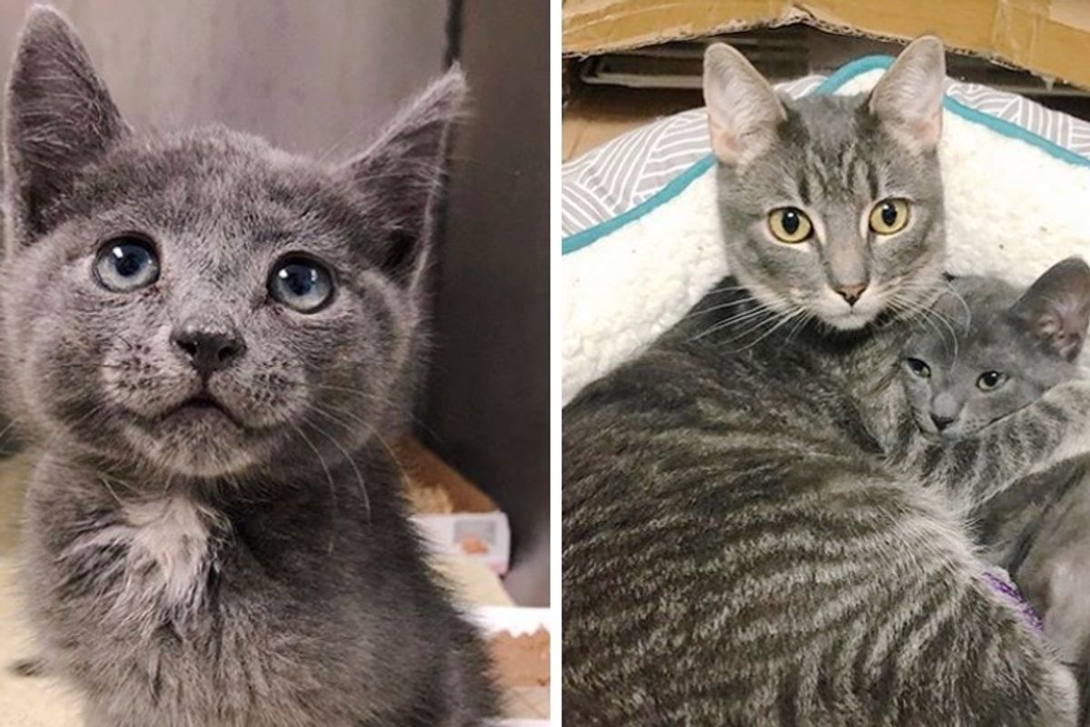 Cat Takes to Kitten, Happiest Little Scooter, and Showers Him with Love