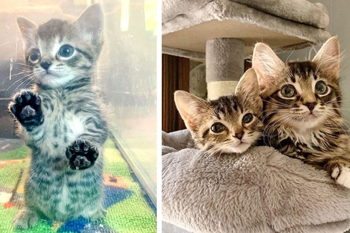 Kitten Guards His Tiny Adopted Brother and Won't Leave His Side