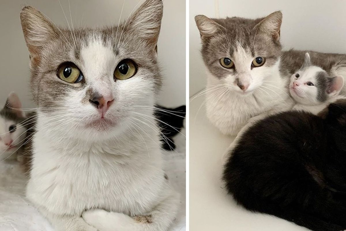 Street Cat Found Kind Family to Help Her Kittens and Began to Trust