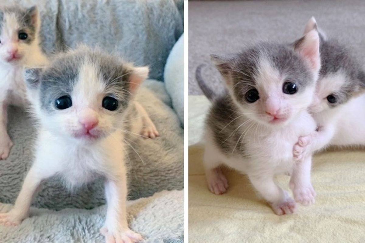 Twin Kittens Insist on Staying Together, Helping Each Other Thrive