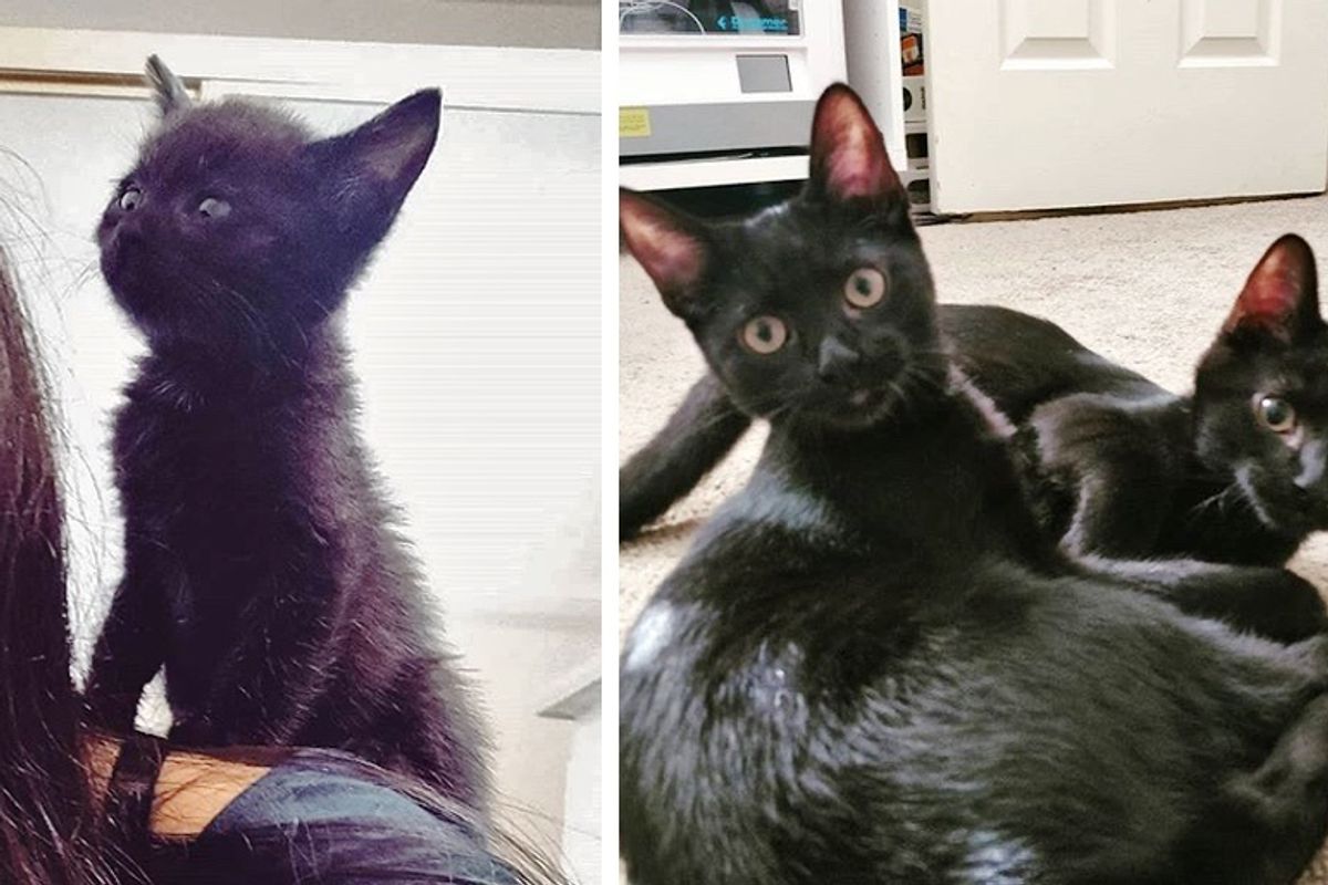 Kitten Stays Close to Her Shy Brother and Helps Him Thrive