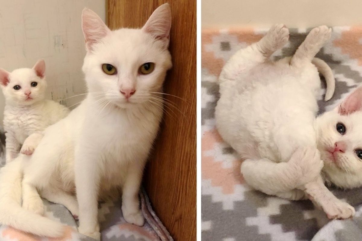 Stray Cat Brought Her Kittens to Family's Yard So Their Lives Could Be Turned Around