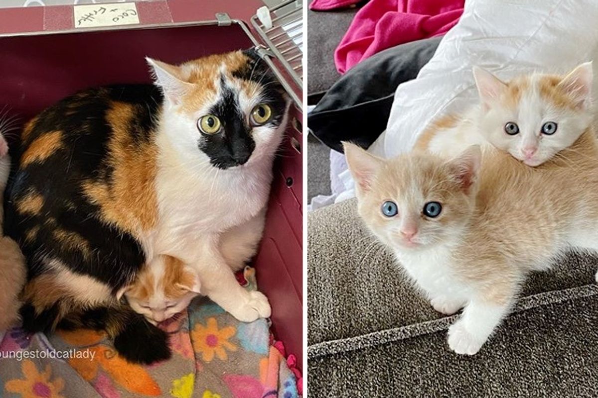 Cat Came to Barn to Have Kittens and Had Their Lives Turned Around